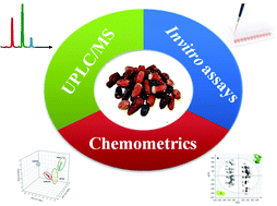 Graphical abstract: Metabolite profiling in 18 Saudi date palm fruit cultivars and their antioxidant potential via UPLC-qTOF-MS and multivariate data analyses