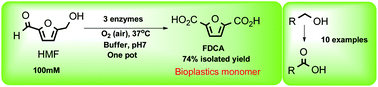 Graphical abstract: Enzyme cascade reactions: synthesis of furandicarboxylic acid (FDCA) and carboxylic acids using oxidases in tandem