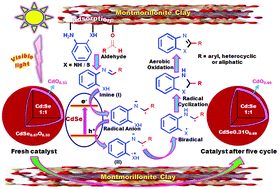 Graphical abstract: Synergism in semiconducting nanocomposites: visible light photocatalysis towards the formation of C–S and C–N bonds