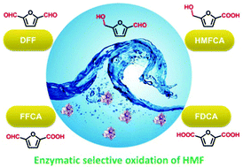 Graphical abstract: Enzyme-catalyzed selective oxidation of 5-hydroxymethylfurfural (HMF) and separation of HMF and 2,5-diformylfuran using deep eutectic solvents