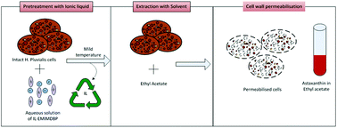 Graphical abstract: Novel astaxanthin extraction from Haematococcus pluvialis using cell permeabilising ionic liquids