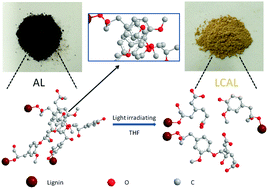 Graphical abstract: Reduction of lignin color via one-step UV irradiation