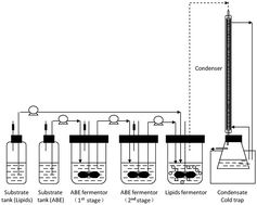 Graphical abstract: Co-generation of bio-butanol and bio-lipids under a hybrid process