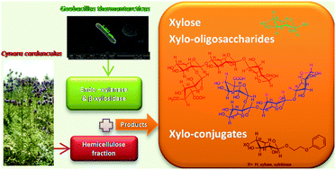 Graphical abstract: The hemicellulose extract from Cynara cardunculus: a source of value-added biomolecules produced by xylanolytic thermozymes