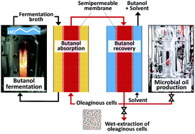 Graphical abstract: Integrating the opposites of biofuel production: absorption of short-chain alcohols into oleaginous yeast cells for butanol recovery and wet-extraction of microbial oil