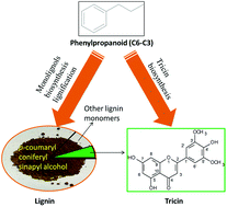 Graphical abstract: The occurrence of tricin and its derivatives in plants