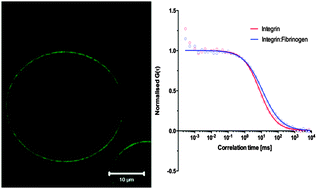 Graphical abstract: The lateral diffusion and fibrinogen induced clustering of platelet integrin αIIbβ3 reconstituted into physiologically mimetic GUVs