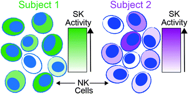 Graphical abstract: Analysis of sphingosine kinase activity in single natural killer cells from peripheral blood