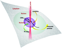 Graphical abstract: Fluctuations and synchrony of RNA synthesis in nucleoli