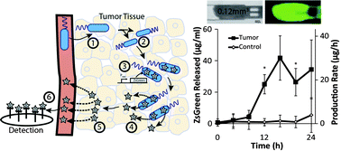 Graphical abstract: Genetically modified bacteria as a tool to detect microscopic solid tumor masses with triggered release of a recombinant biomarker