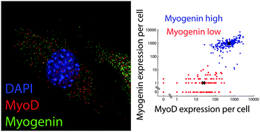Graphical abstract: Single-molecule analysis of myocyte differentiation reveals bimodal lineage commitment