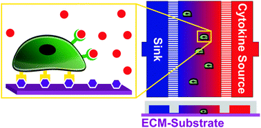 Graphical abstract: Microfluidic analysis of extracellular matrix-bFGF crosstalk on primary human myoblast chemoproliferation, chemokinesis, and chemotaxis