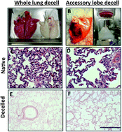 Graphical abstract: Production of decellularized porcine lung scaffolds for use in tissue engineering