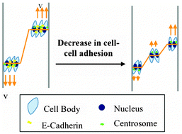 Graphical abstract: Inhibition of cell–cell adhesion impairs directional epithelial migration on micropatterned surfaces