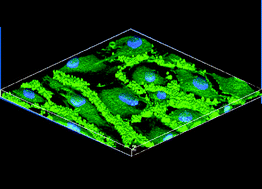 Graphical abstract: A vascular injury model using focal heat-induced activation of endothelial cells