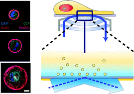 Graphical abstract: Cell spreading area regulates clathrin-coated pit dynamics on micropatterned substrate