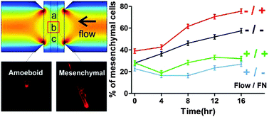 Graphical abstract: Interstitial flows promote amoeboid over mesenchymal motility of breast cancer cells revealed by a three dimensional microfluidic model