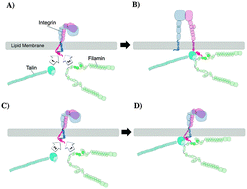 Graphical abstract: Mechanisms of integrin and filamin binding and their interplay with talin during early focal adhesion formation