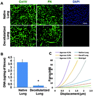 Graphical abstract: Development of an ex vivo breast cancer lung colonization model utilizing a decellularized lung matrix