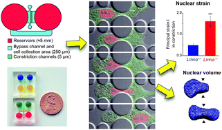 Graphical abstract: Design of a microfluidic device to quantify dynamic intra-nuclear deformation during cell migration through confining environments