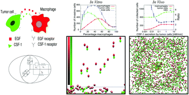 Graphical abstract: 3-D individual cell based computational modeling of tumor cell–macrophage paracrine signaling mediated by EGF and CSF-1 gradients