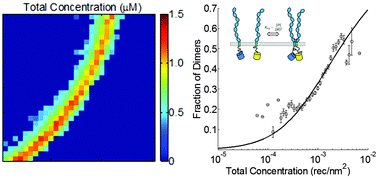 Graphical abstract: Fully quantified spectral imaging reveals in vivo membrane protein interactions