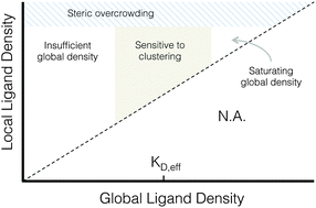 Graphical abstract: Use of protein-engineered fabrics to identify design rules for integrin ligand clustering in biomaterials