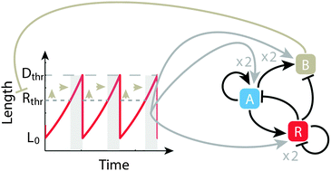 Graphical abstract: Mutual regulation causes co-entrainment between a synthetic oscillator and the bacterial cell cycle