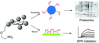 Graphical abstract: Synthesis of an inositol hexakisphosphate (IP6) affinity probe to study the interactome from a colon cancer cell line