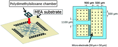 Graphical abstract: A device for co-culturing autonomic neurons and cardiomyocytes using micro-fabrication techniques