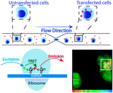 Graphical abstract: Monitoring protein synthesis in single live cancer cells