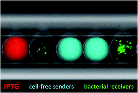 Graphical abstract: Chemical communication between bacteria and cell-free gene expression systems within linear chains of emulsion droplets