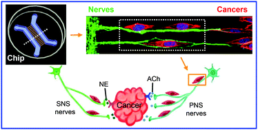Graphical abstract: An on-chip model for investigating the interaction between neurons and cancer cells