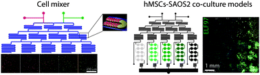 Graphical abstract: Stoichiometric control of live cell mixing to enable fluidically-encoded co-culture models in perfused microbioreactor arrays