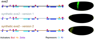 Graphical abstract: The appeasement of Doug: a synthetic approach to enhancer biology