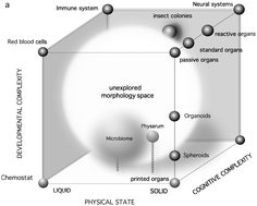 Graphical abstract: A morphospace for synthetic organs and organoids: the possible and the actual