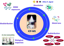 Graphical abstract: Considerations of inductively coupled plasma mass spectrometry techniques for characterizing the dissolution of metal-based nanomaterials in biological tissues