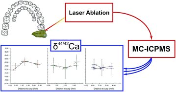 Graphical abstract: Precise analysis of calcium stable isotope variations in biological apatites using laser ablation MC-ICPMS