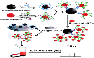 Graphical abstract: Magnetic bead-based AuNP labelling combined with inductively coupled plasma mass spectrometry for sensitively and specifically counting cancer cells