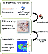 Graphical abstract: Internal standardization of LA-ICP-MS immuno imaging via printing of universal metal spiked inks onto tissue sections