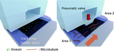 Graphical abstract: Dynamic formation of a microchannel array enabling kinesin-driven microtubule transport between separate compartments on a chip