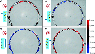 Graphical abstract: Bidirectional microfluidic pumping using an array of magnetic Janus microspheres rotating around magnetic disks