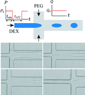 Graphical abstract: Microfluidic generation of aqueous two-phase system (ATPS) droplets by controlled pulsating inlet pressures