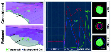 Graphical abstract: Size and deformability based separation of circulating tumor cells from castrate resistant prostate cancer patients using resettable cell traps