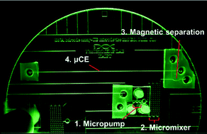 Graphical abstract: A fully integrated microdevice for biobarcode assay based biological agent detection