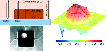 Graphical abstract: Optomechanical measurement of the stiffness of single adherent cells