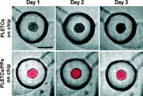 Graphical abstract: Towards personalized medicine: chemosensitivity assays of patient lung cancer cell spheroids in a perfused microfluidic platform