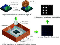 Graphical abstract: A smart device for label-free and real-time detection of gene point mutations based on the high dark phase contrast of vapor condensation