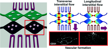 Graphical abstract: Microfluidic device to control interstitial flow-mediated homotypic and heterotypic cellular communication