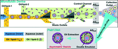 Graphical abstract: Continuous microfluidic fabrication of synthetic asymmetric vesicles